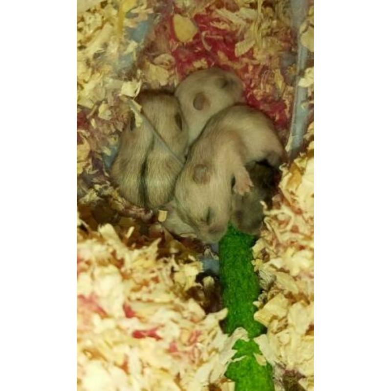 Baby dwerghamsters