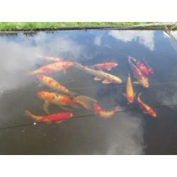 koi vanaf 30 cm (vanaf 24€) tot 60 cm.