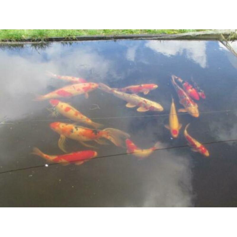 koi vanaf 30 cm (vanaf 24€) tot 60 cm.