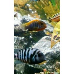 Labidochromis Hongi Red Top Cichlide