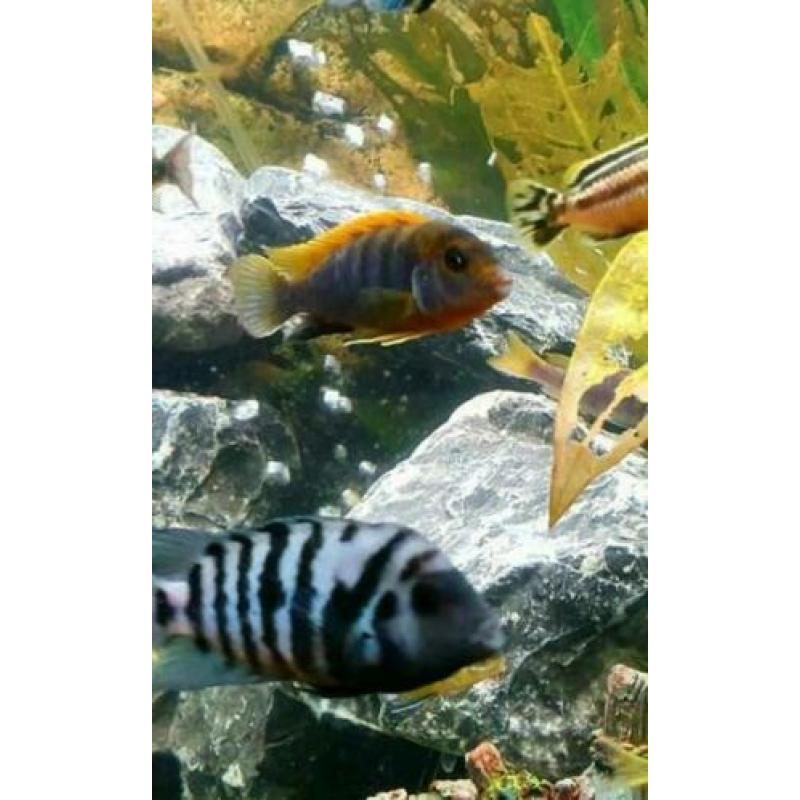 Labidochromis Hongi Red Top Cichlide