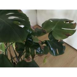 Monstera