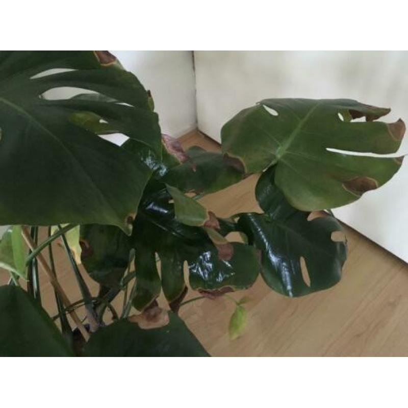Monstera