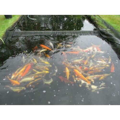 koi vanaf 30 cm (vanaf 24€) tot 60 cm.