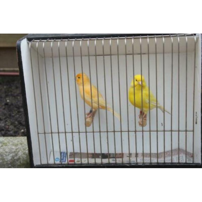 Te koop: Kanarie mannen Geel en Oranje, TT kooi,vervoerskooi