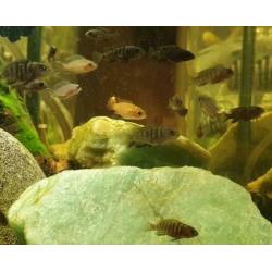 Labidochromis Hongi Red Top Cichlide