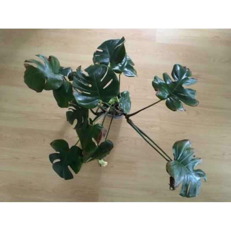 Monstera