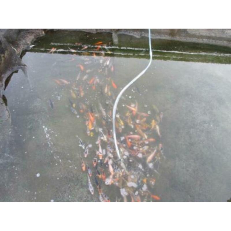 koi vanaf 30 cm (vanaf 24€) tot 60 cm.