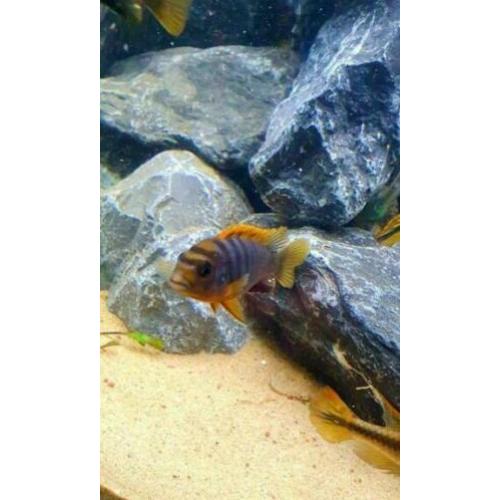 Labidochromis Hongi Red Top Cichlide