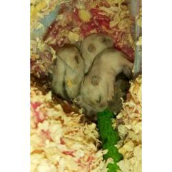 Baby dwerghamsters