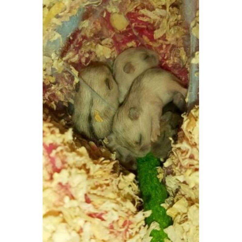 Baby dwerghamsters