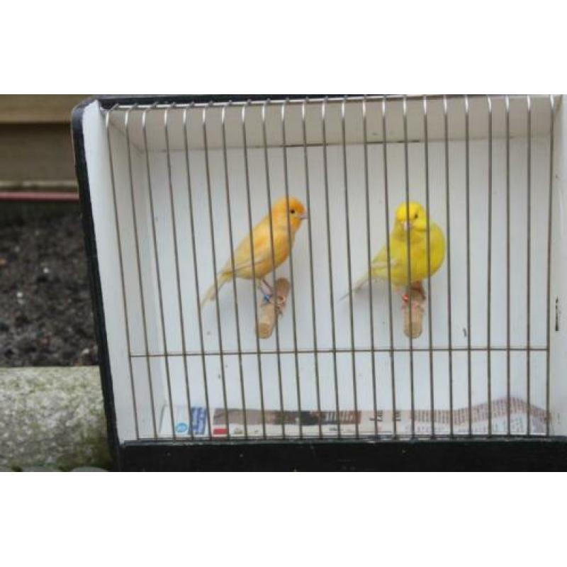 Te koop: Kanarie mannen Geel en Oranje, TT kooi,vervoerskooi