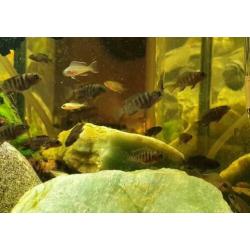Labidochromis Hongi Red Top Cichlide