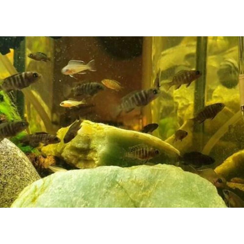 Labidochromis Hongi Red Top Cichlide