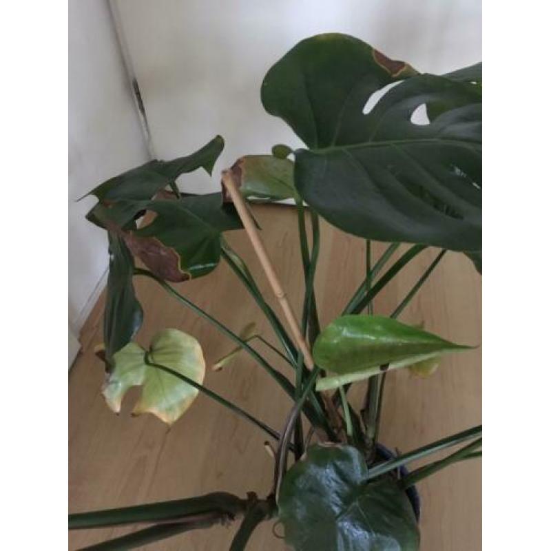Monstera