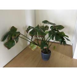 Monstera
