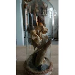 Taxidermie, rariteit geplaatst onder stolp.