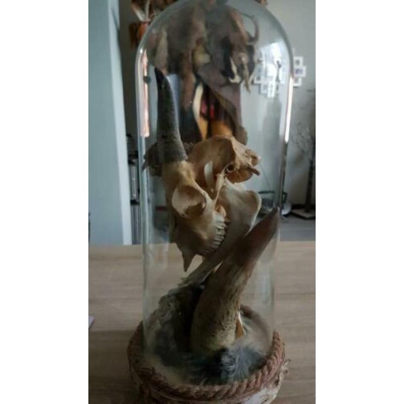 Taxidermie, rariteit geplaatst onder stolp.