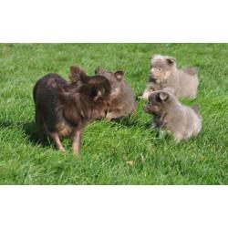Zeer mooie pomchi pups. Choco