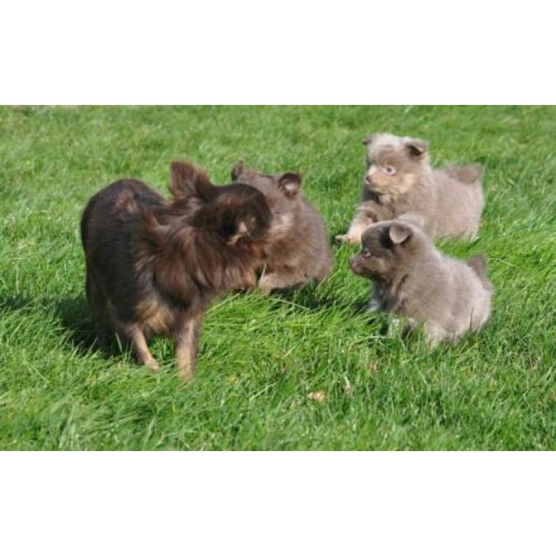 Zeer mooie pomchi pups. Choco