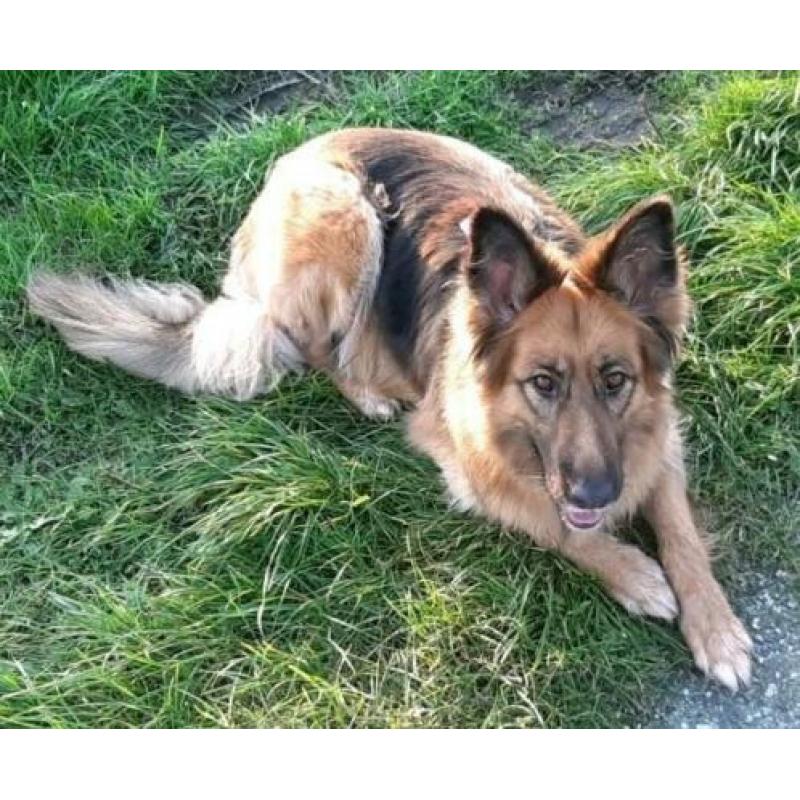 Oudduitse herder teef langhaar 4 jaar