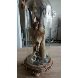 Taxidermie, rariteit geplaatst onder stolp.