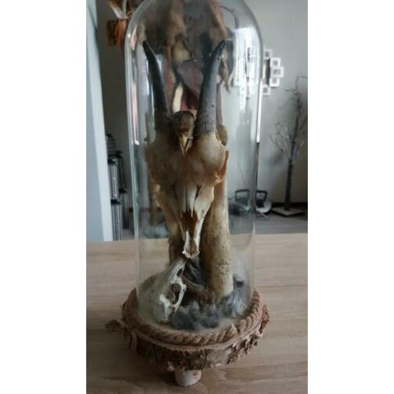 Taxidermie, rariteit geplaatst onder stolp.