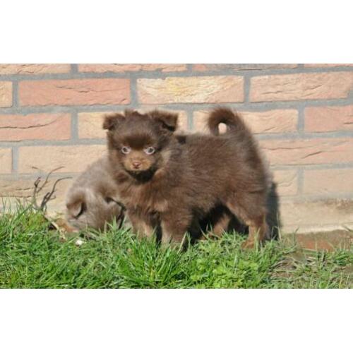 Zeer mooie pomchi pups. Choco
