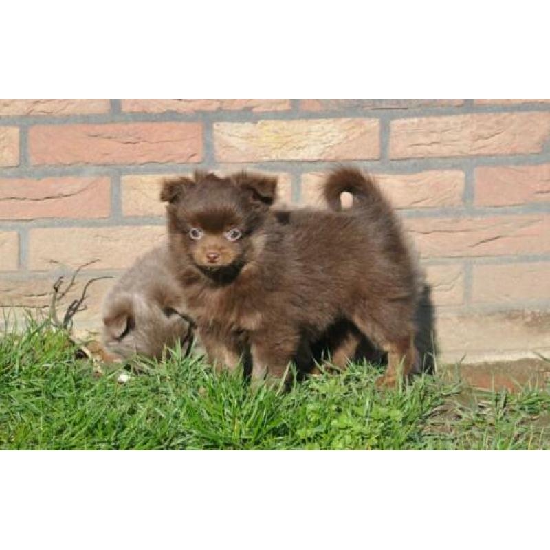 Zeer mooie pomchi pups. Choco