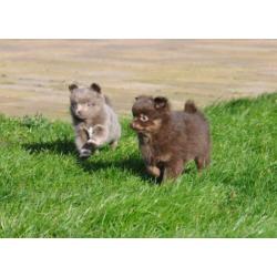 Zeer mooie pomchi pups. Choco