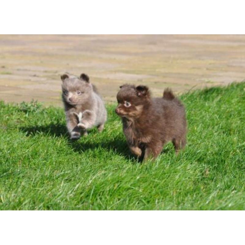 Zeer mooie pomchi pups. Choco