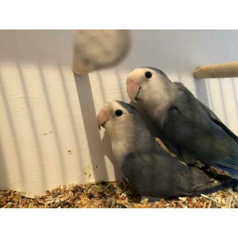 Laatste kweekkoppels agaporniden voor een leuke prijs.