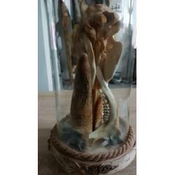 Taxidermie, rariteit geplaatst onder stolp.