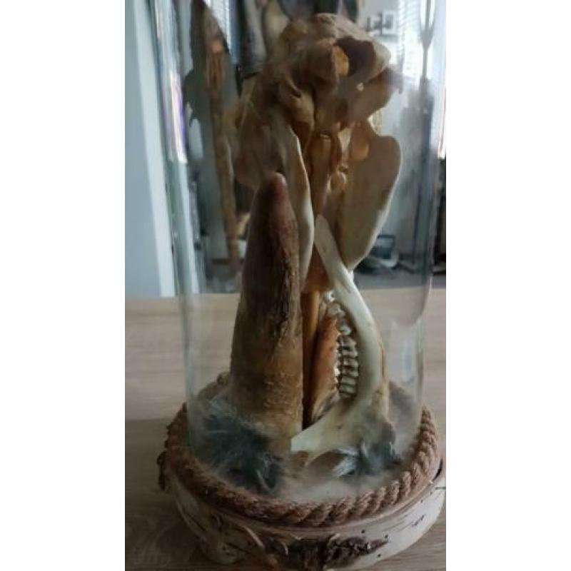 Taxidermie, rariteit geplaatst onder stolp.
