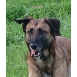 Filo