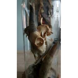 Taxidermie, rariteit geplaatst onder stolp.