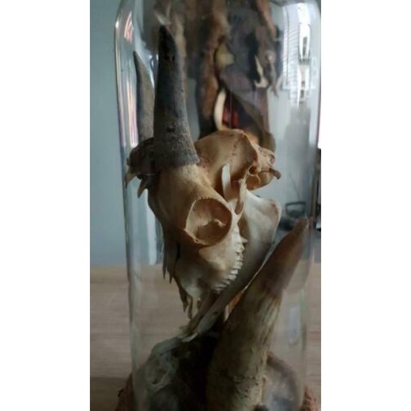 Taxidermie, rariteit geplaatst onder stolp.
