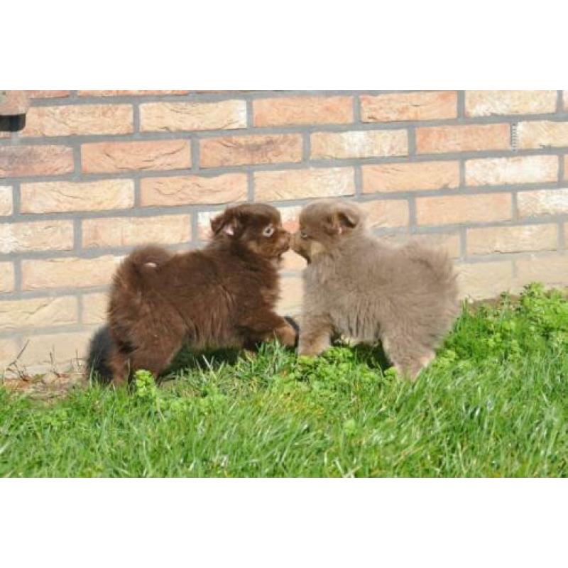 Zeer mooie pomchi pups. Choco