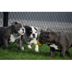 Eng.bulldog pups zeldzame kleuren