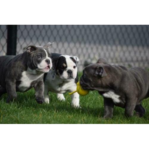 Eng.bulldog pups zeldzame kleuren