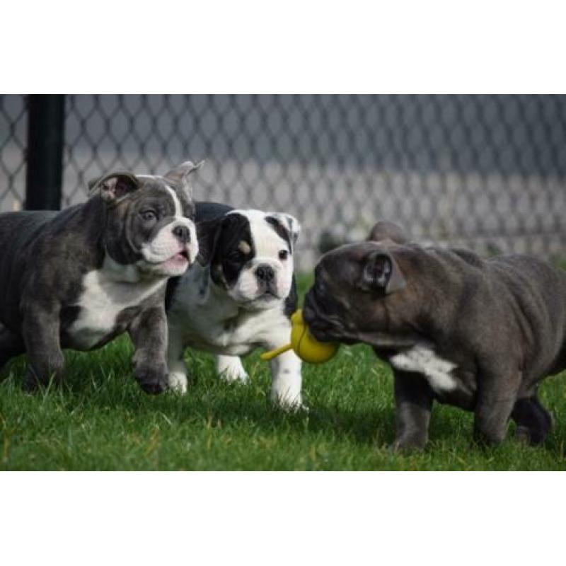 Eng.bulldog pups zeldzame kleuren