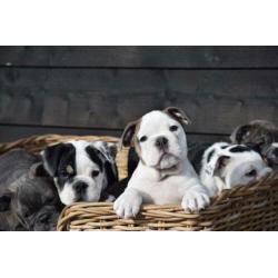 Eng.bulldog pups zeldzame kleuren