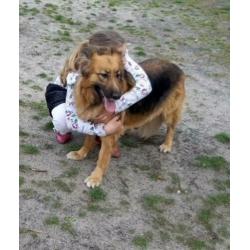 Oudduitse herder teef langhaar 4 jaar