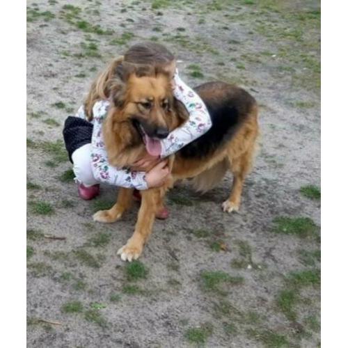 Oudduitse herder teef langhaar 4 jaar
