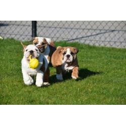 Eng.bulldog pups zeldzame kleuren