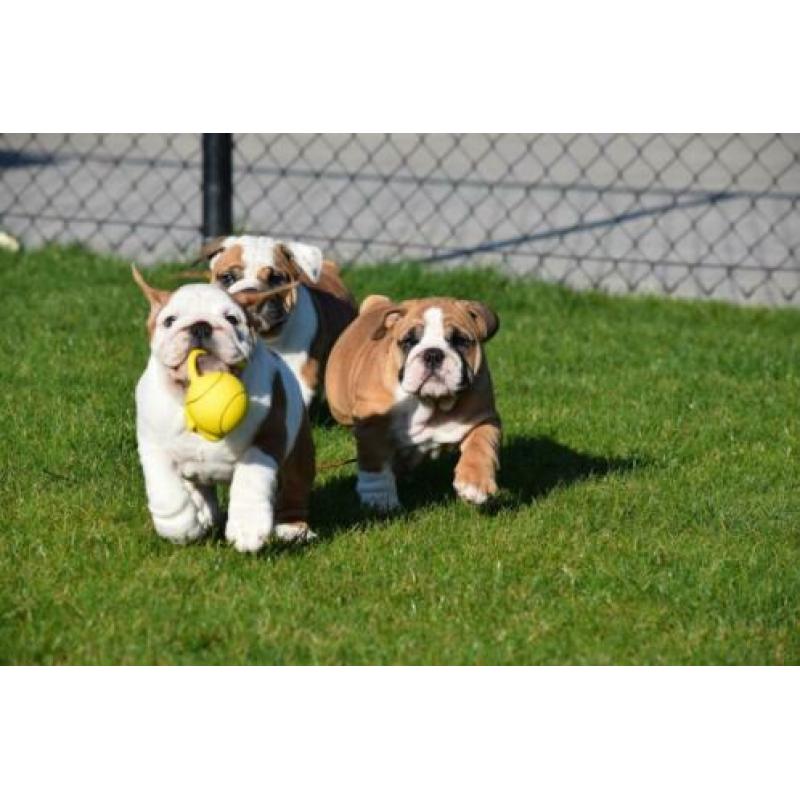 Eng.bulldog pups zeldzame kleuren