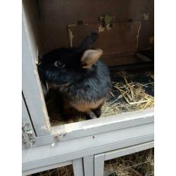 Lief eigenwijs black en tan konijntje. Voedster..8mnd.