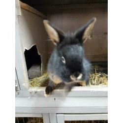 Lief eigenwijs black en tan konijntje. Voedster..8mnd.