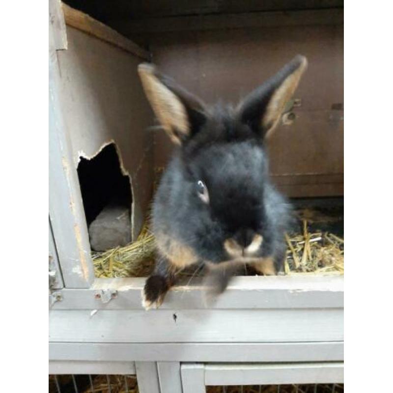 Lief eigenwijs black en tan konijntje. Voedster..8mnd.