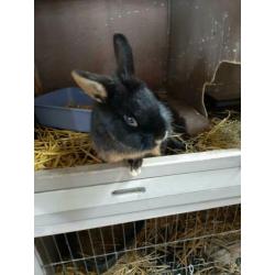 Lief eigenwijs black en tan konijntje. Voedster..8mnd.